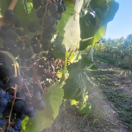 Dome Romantique Du De La Cadie Luksusowy namiot *